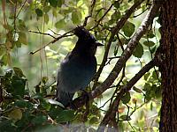 FAUNE 4 (31).JPG